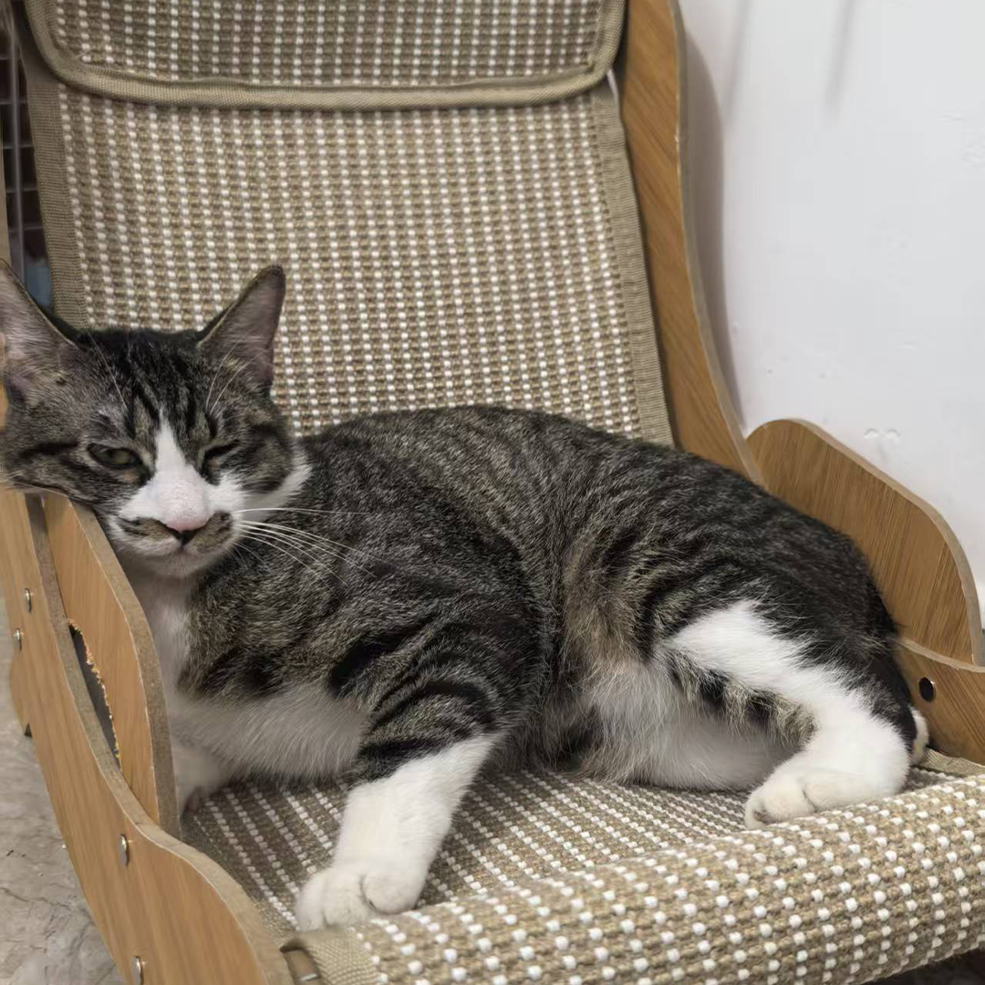 拯救一隻流浪貓，就在今天